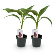 Bananen plant - Musa sikkemensis Red Tiger - Winterhard - 2 planten - Pot 12cm Hoogte 30cm