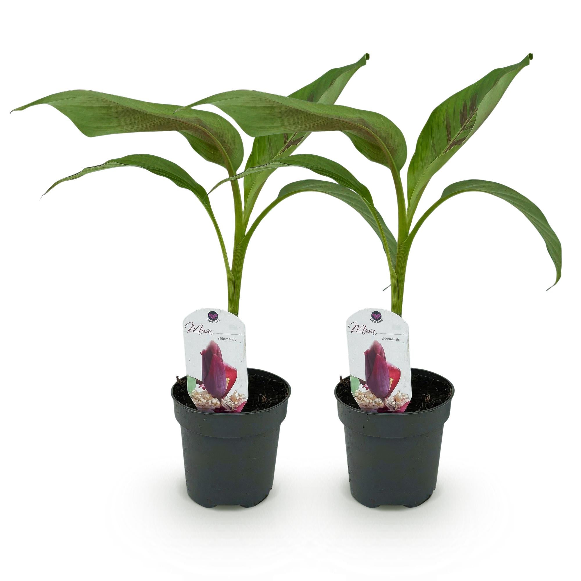 Bananen plant - Musa sikkemensis Red Tiger - Winterhard - 2 planten - Pot 12cm Hoogte 30cm