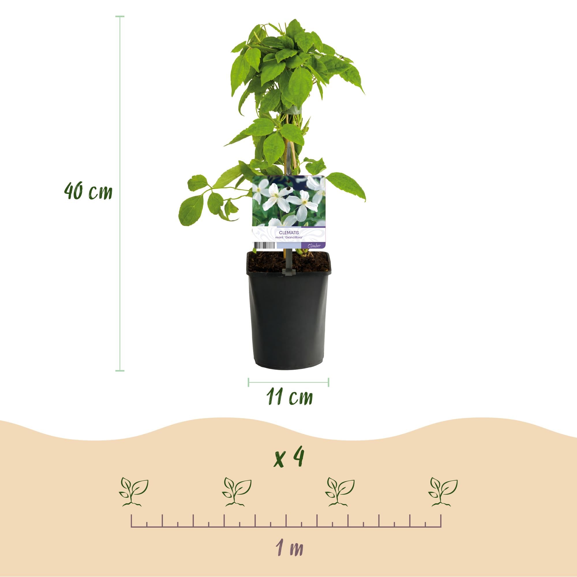 Clematis montana Grandiflora - Bloem Wit - Vroegbloeiend - Weinig onderhoud -2 planten -  Pot 11cm Hoogte 40cm