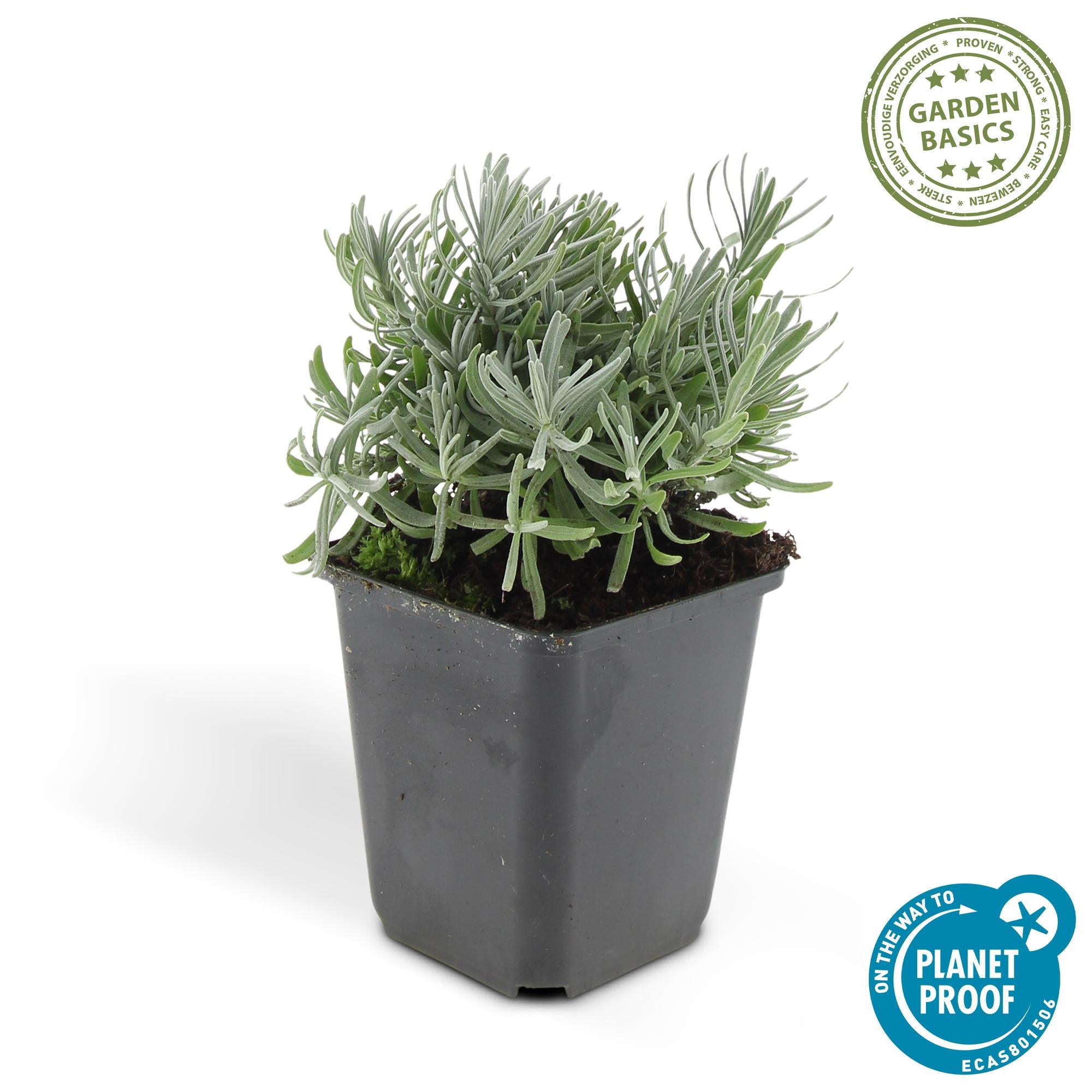 12x Lavandula 'Hidcote' - ↕10-25cm - Ø9cm