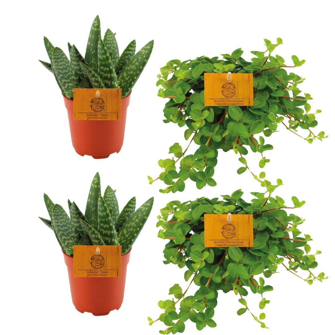 2x Aloe paradisicum + 2x Peperomia rotundifolia - 4 Stück - Ø 10,5 cm - ↕ 10 cm