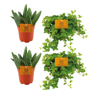 2x Aloe paradisicum + 2x Peperomia rotundifolia - 4 Stück - Ø 10,5 cm - ↕ 10 cm