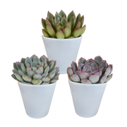 Echeveria mix 8,5 cm - 3x - en pot blanc
