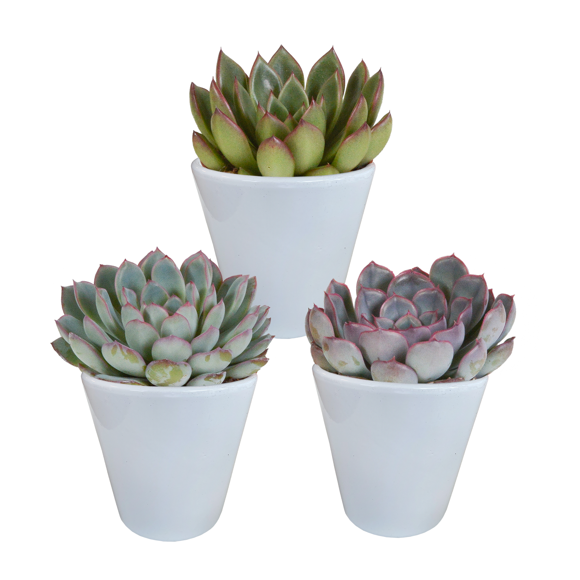 Echeveria mix 8,5 cm - 3x - en pot blanc
