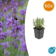 60x Lavandula ang. 'Munstead' - ↕10-25 cm - Ø9 cm