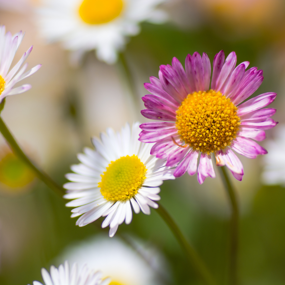 6x Erigeron karvinskianus - ↕10-25cm - Ø9cm