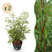 Fargesia scabrida Asian Wonder - Niet Woekerende Bamboe - Bladhoudend - Groen - 2 Planten - Pot 23 cm - Hoogte 80 cm