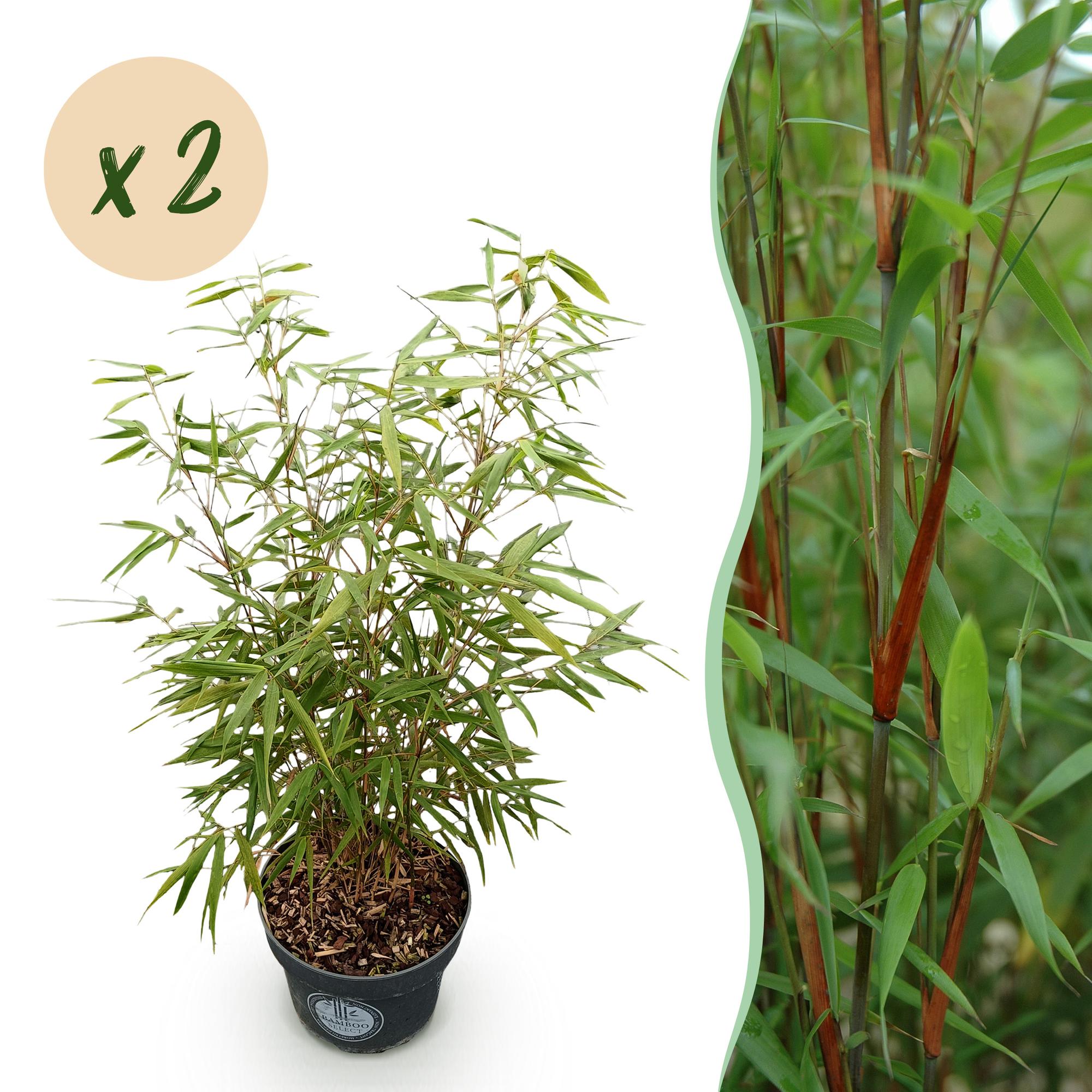 Fargesia scabrida Asian Wonder - Niet Woekerende Bamboe - Bladhoudend - Groen - 2 Planten - Pot 23 cm - Hoogte 80 cm