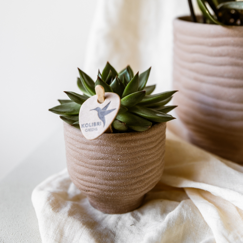 Kolibri Greens | set van 4 groene planten potmaat Ø6cm | groene kamerplant - vers van de kweker