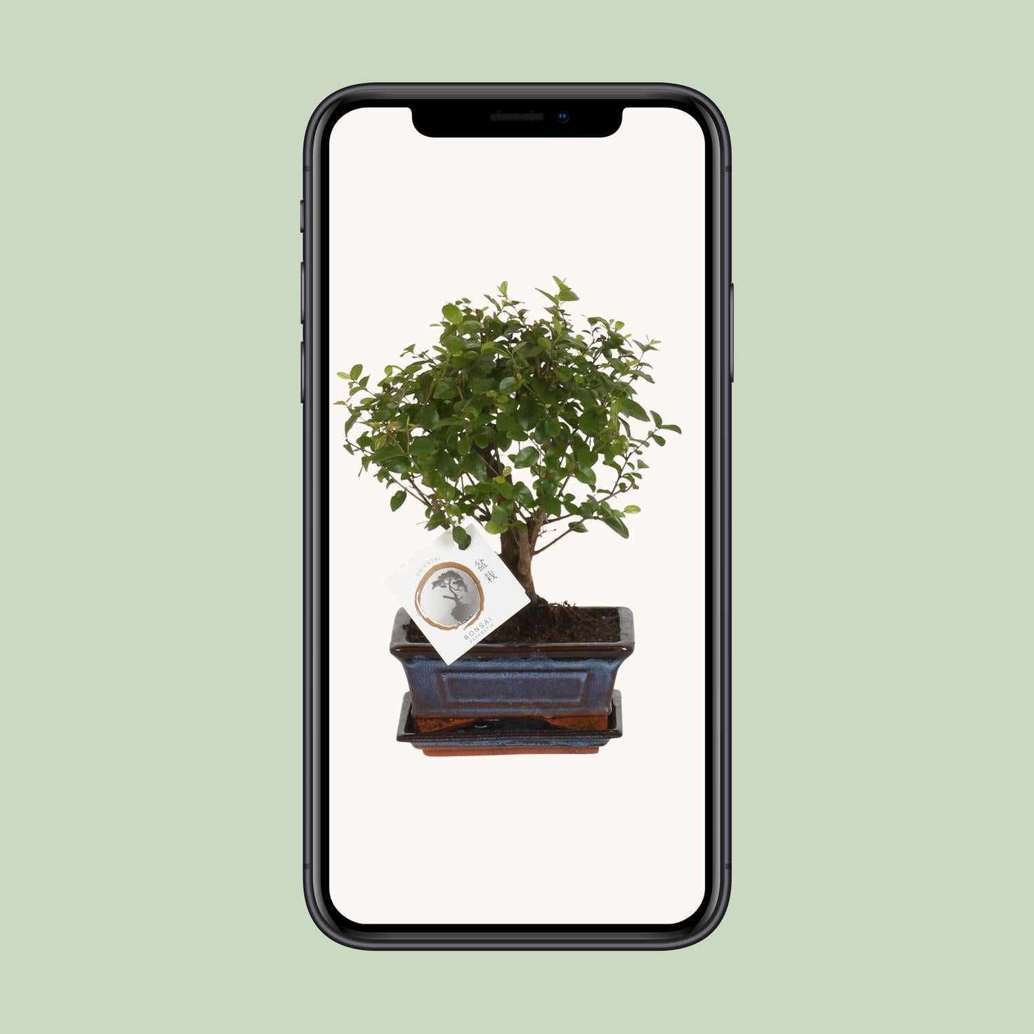 Bonsai 'Sageretia' - Kugelform - Ø15cm - ↕30cm
