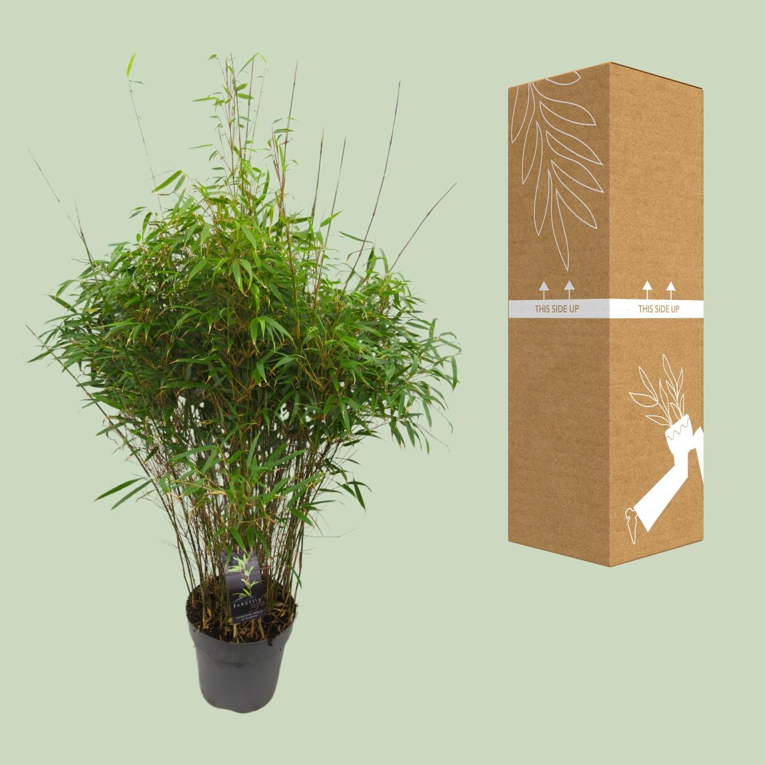 Fargesia 'rufa' - Nicht ausbreitender Bambus - Ø27cm - ↕90cm