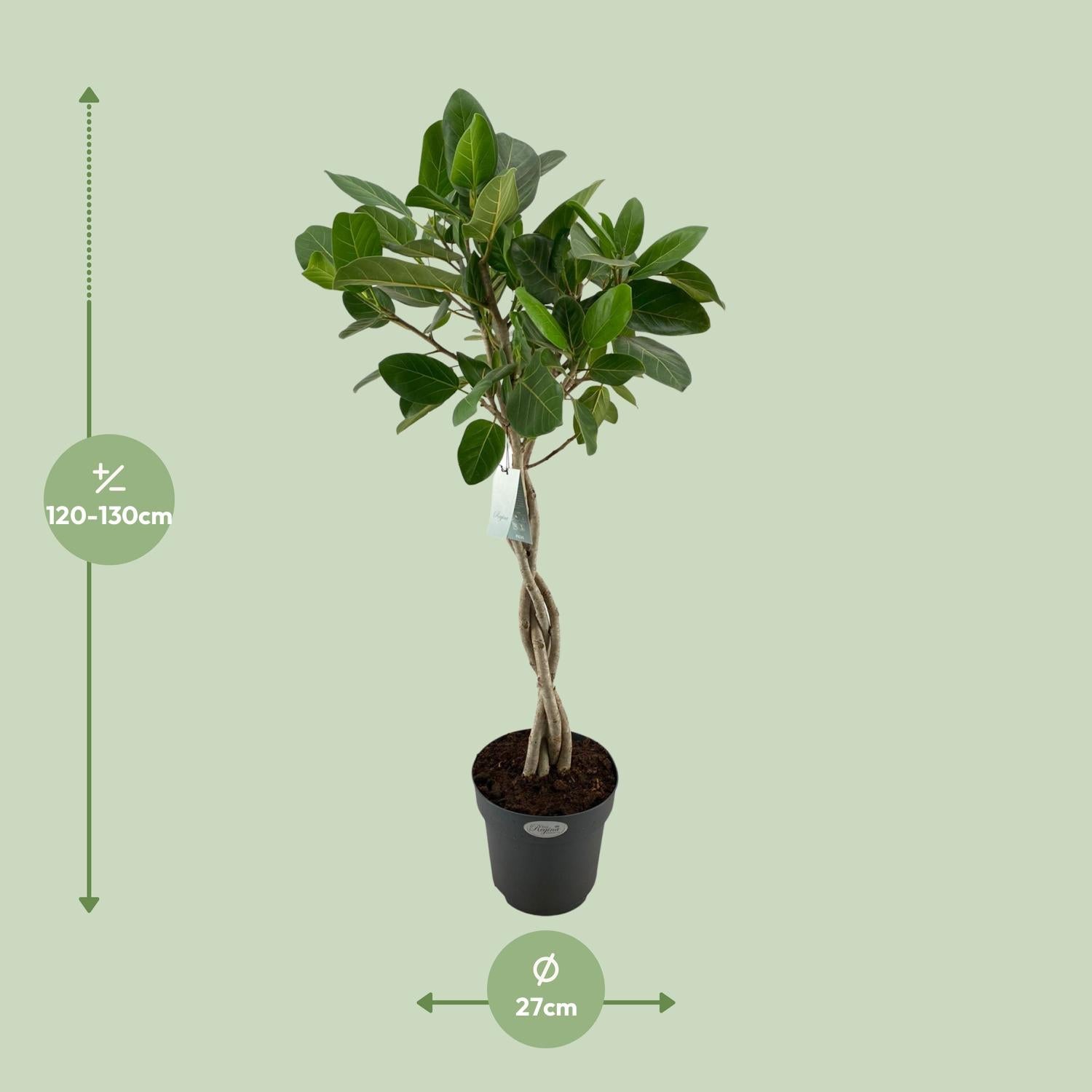 Ficus benghalensis 'Audrey' - Ø 27 cm - ↕ 110 cm