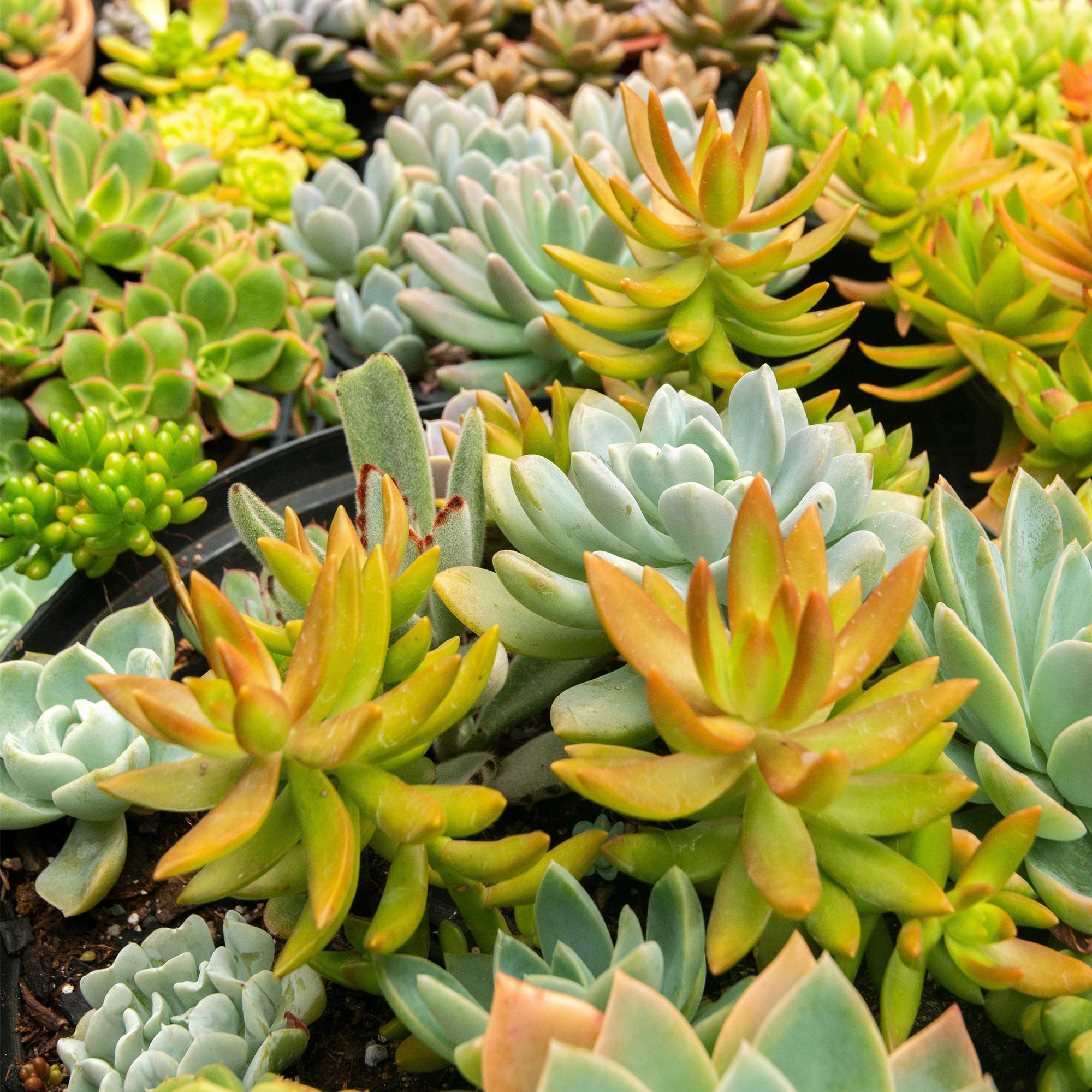 Green boutiQ – Bodendecker – Winterhart – Alpine Mischung – 8 Pflanzen – Verschiedene Farben – Pflegeleicht – Topfgröße 14, Höhe 17