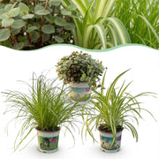 Cyperus - Calissia - Chlorophytum - Mix van 3 - Huisdiervriendelijke Planten - Groen - 3 Planten - Pot 12cm - Hoogte 20cm