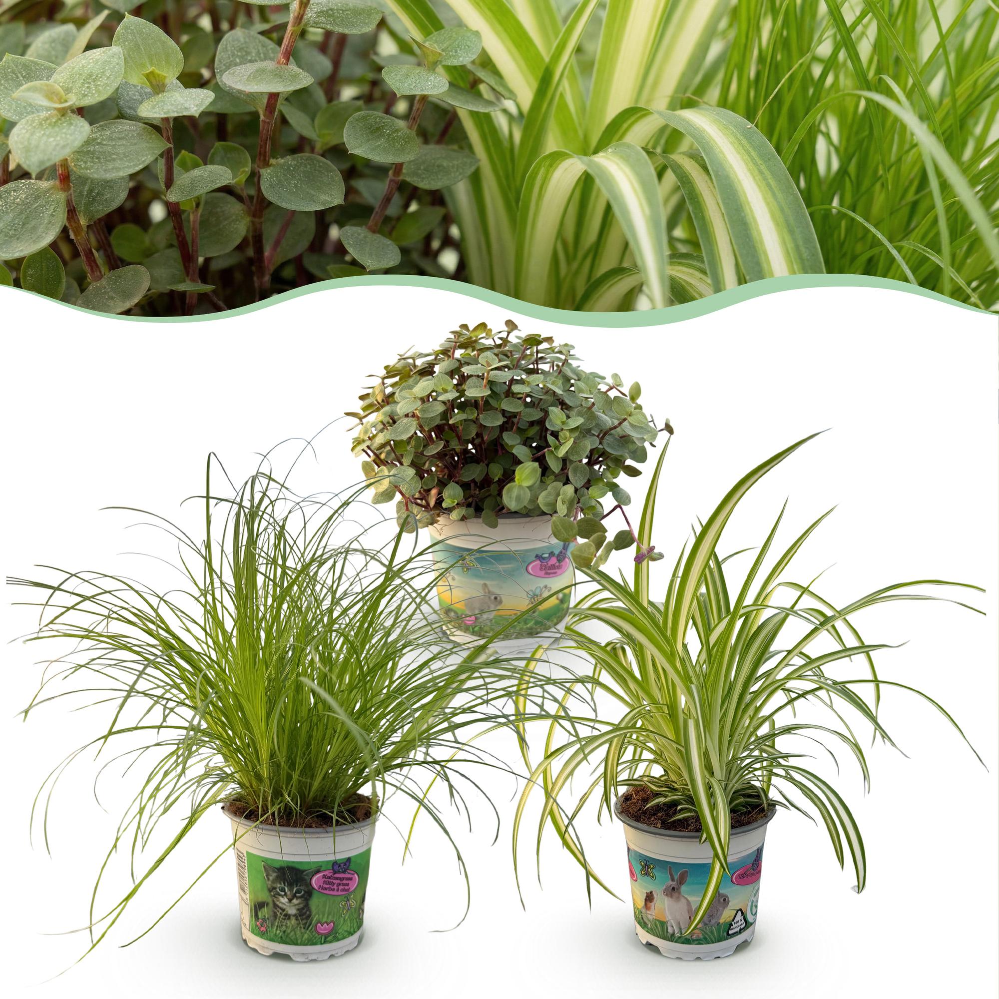Cyperus - Calissia - Chlorophytum - Mix van 3 - Huisdiervriendelijke Planten - Groen - 3 Planten - Pot 12cm - Hoogte 20cm