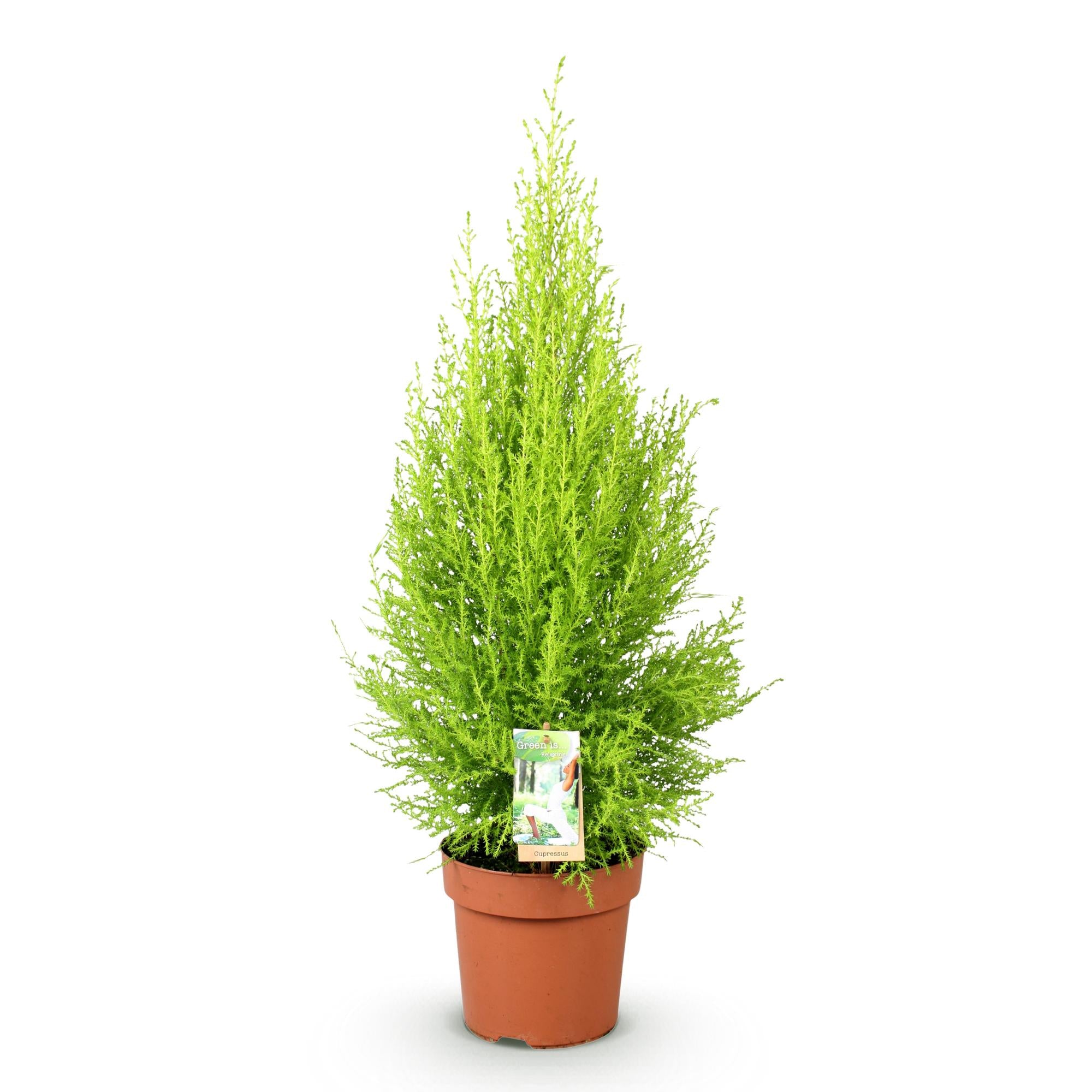 Cupressus Gold Crest Wilma - Kamer conifeer - Weinig onderhoud - Groen - 1 Plant - Pot 21cm - Hoogte 85-95cm