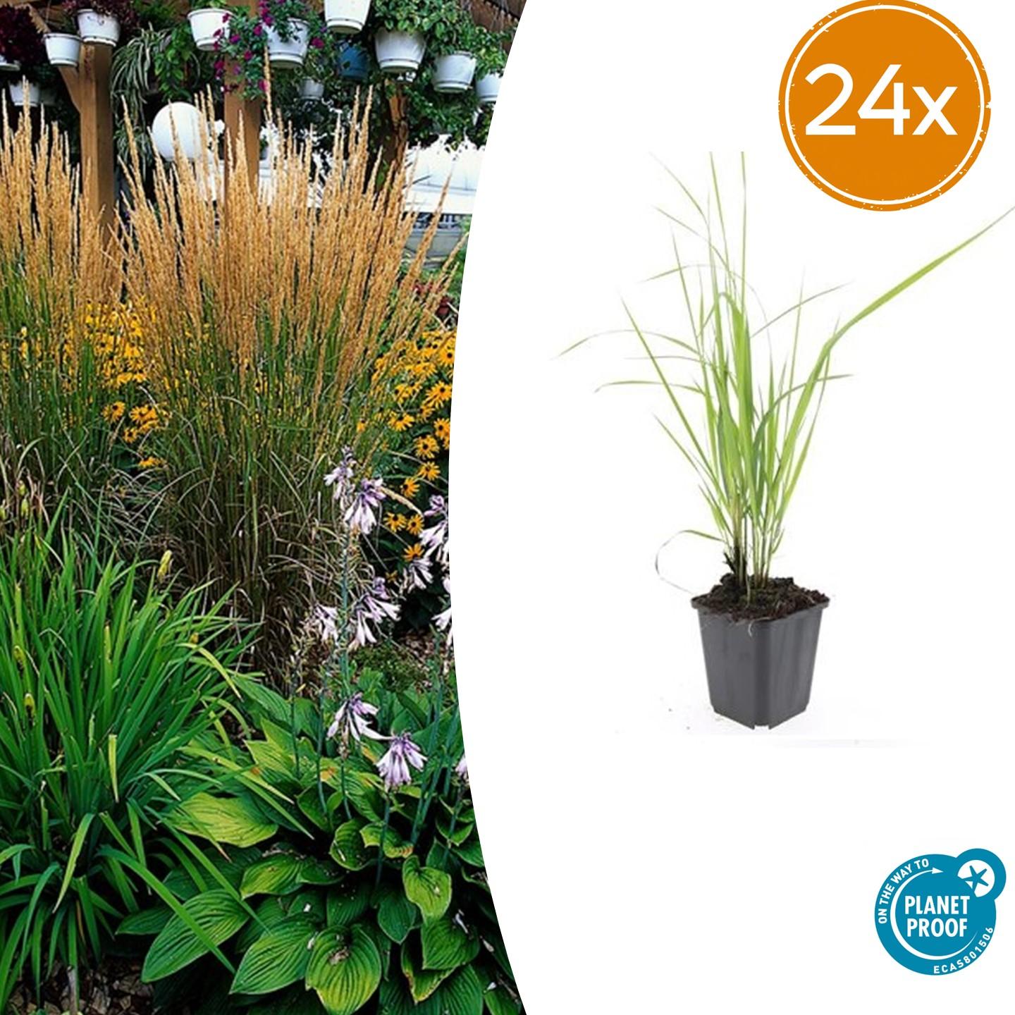 24 Calamagrostis acute. 'Karl Foerster' - ↕10-25cm - Ø9cm