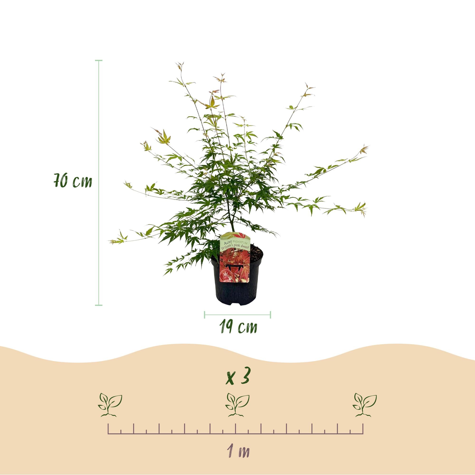 Green boutiQ - Pianta da patio - Acero giapponese - Acer palmatum Pink Dwarf - Rosa - 2 piante - Decidua - Vaso 19 cm Altezza 70 cm