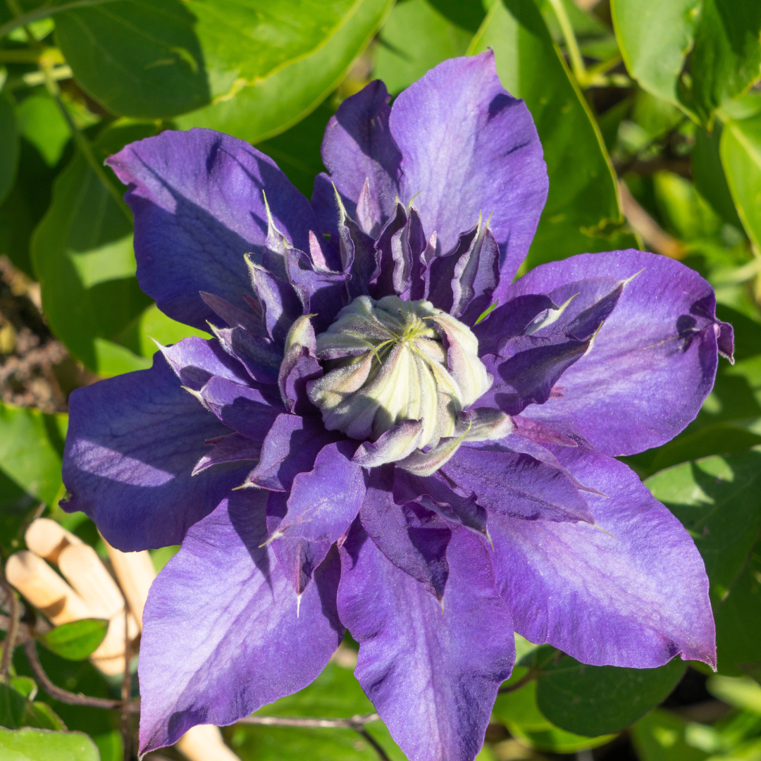 Klematis ‘Multi Blue’ – P9 kruka – speciell blåblommande klätterväxt 6x