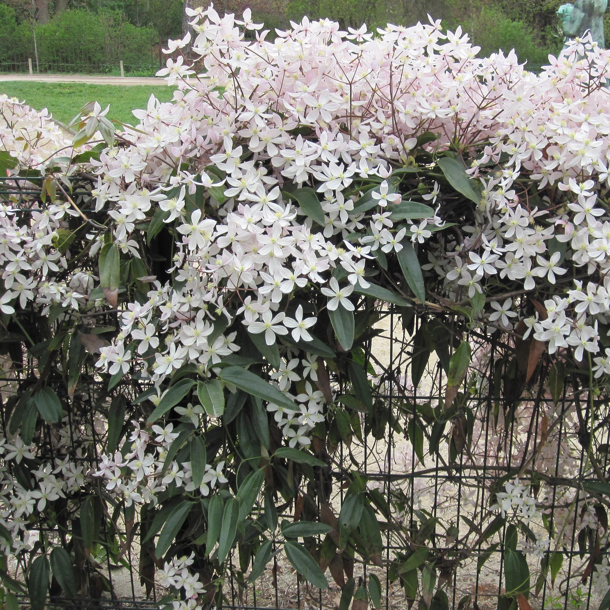 Green boutiQ – Kletterpflanze – Clematis armandii 'Apple Blossom' – Rosa Blüten – Immergrün – Pflegeleicht – 1 Pflanztopf (11 cm), Höhe 40 cm