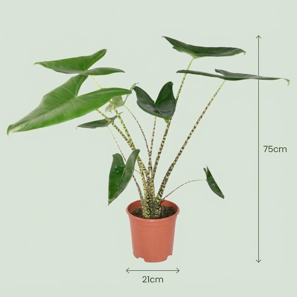 Alocasia Zebrina - Ø 21 cm - Hoogte: 70-75 cm 2x