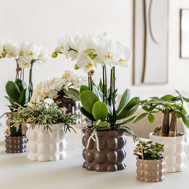 Kolibri Company | Combi deal | Cotton sierpot zand – set 6 cm + 9 cm + 12 cm