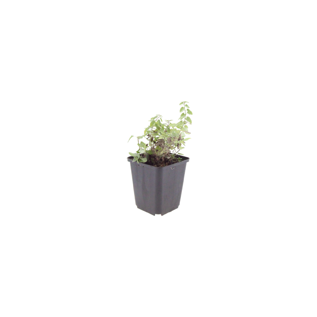 6x Nepeta 'Grol' - ↕10-25cm - Ø9cm