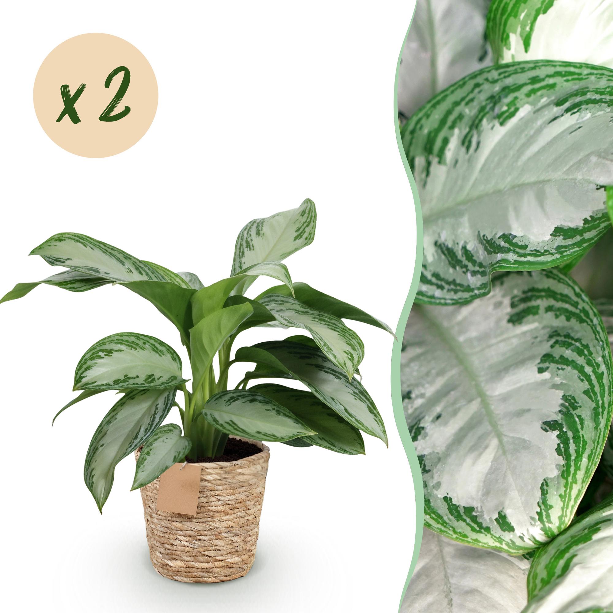 Aglaonema Silver Bay - Zilverblad - Weinig onderhoud - met mand - Groen - 2 Planten - Pot 17cm - Hoogte 70-75cm