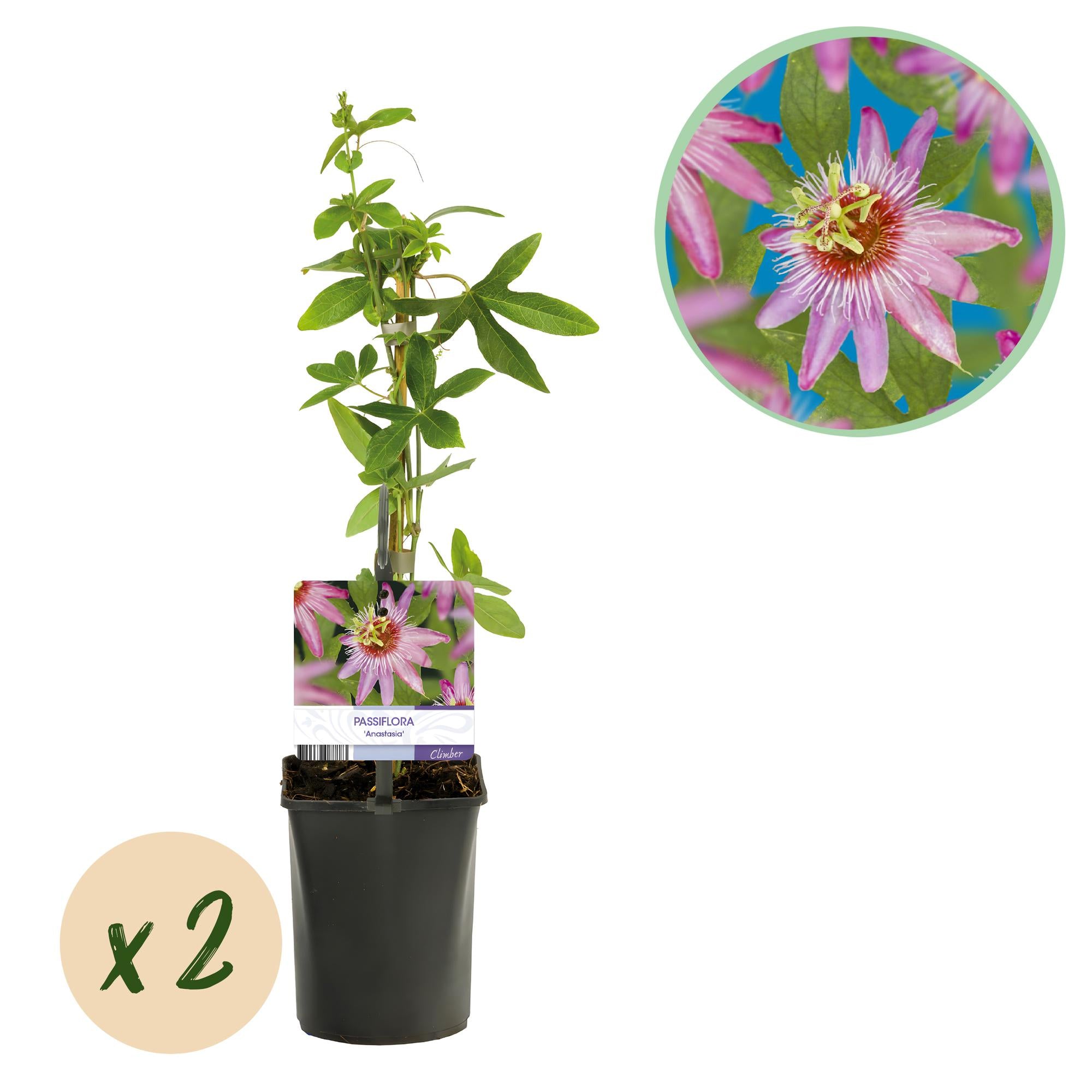 Green boutiQ – Passionsblume – Passiflora Anastasia – Rosa Blüte – Pflegeleicht – 2 Pflanzen – Topf: 11 cm, Höhe: 40 cm