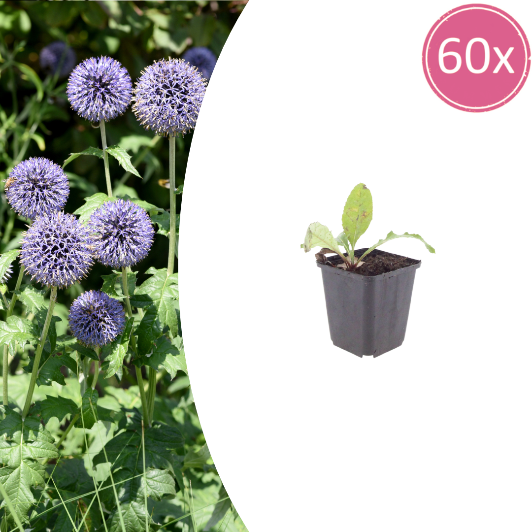 60x Echinops ritro - ↕10-25cm - Ø9cm