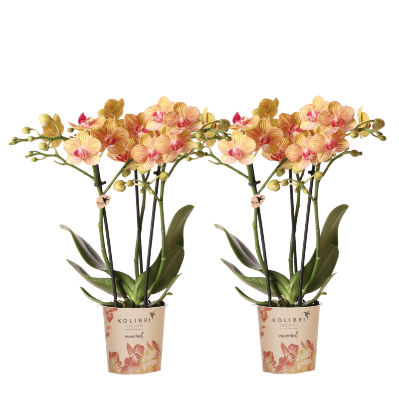 Kolibri Orchids | Combi Deal - 2 Oranje Phalaenopsis Orchideeën Mineral Jamaica - Ø9 cm