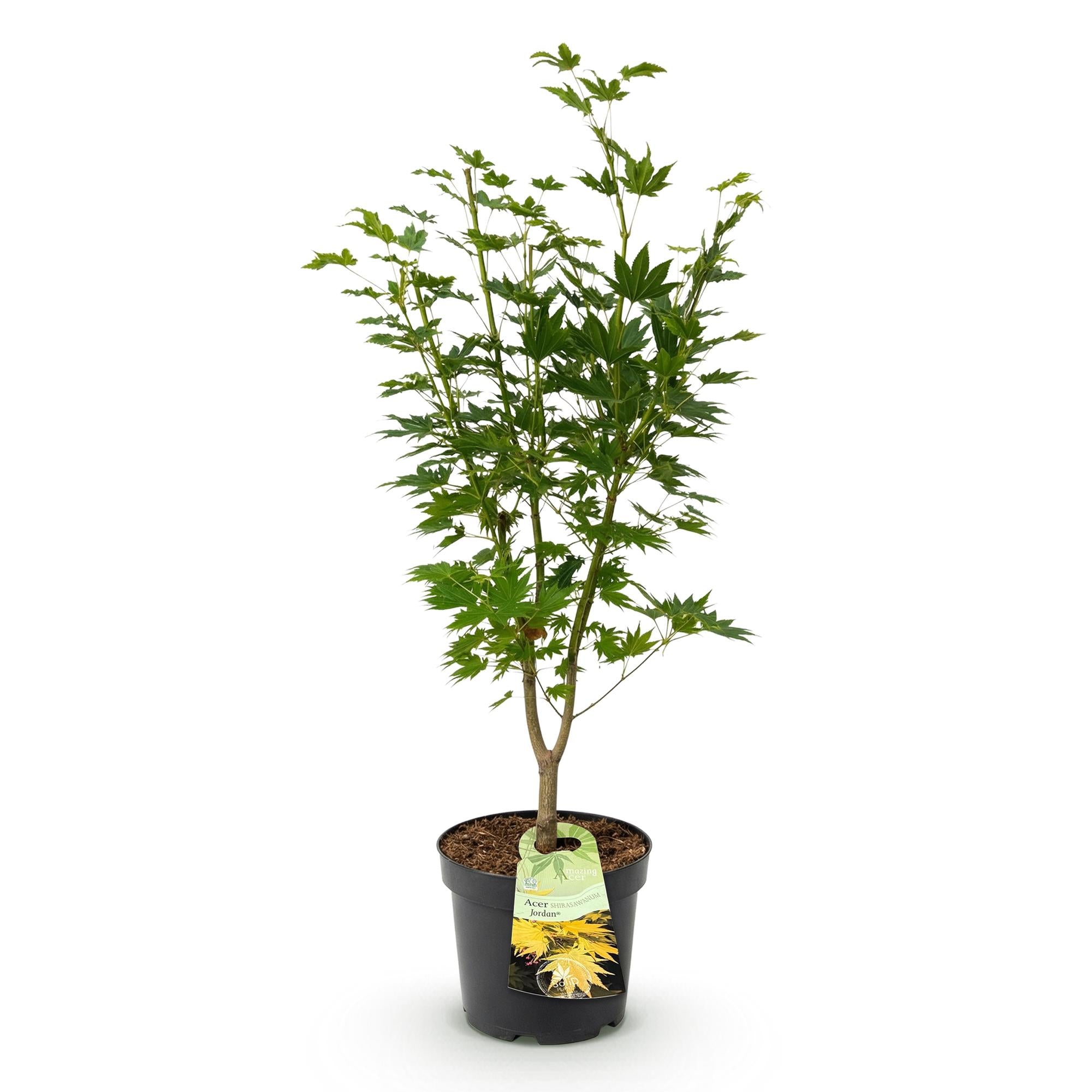 Acer palmatum Jordan - Japanse Esdoorn - Bladverliezend - Geel - 1 - Pot 26cm - Hoogte 90cm