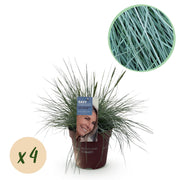 Green boutiQ – Ziergräser – Festuca glauca Intense Blue – Blau – 4 Pflanzen – Immergrün – Pflegeleicht – Topf: 17 cm, Höhe: 50 cm