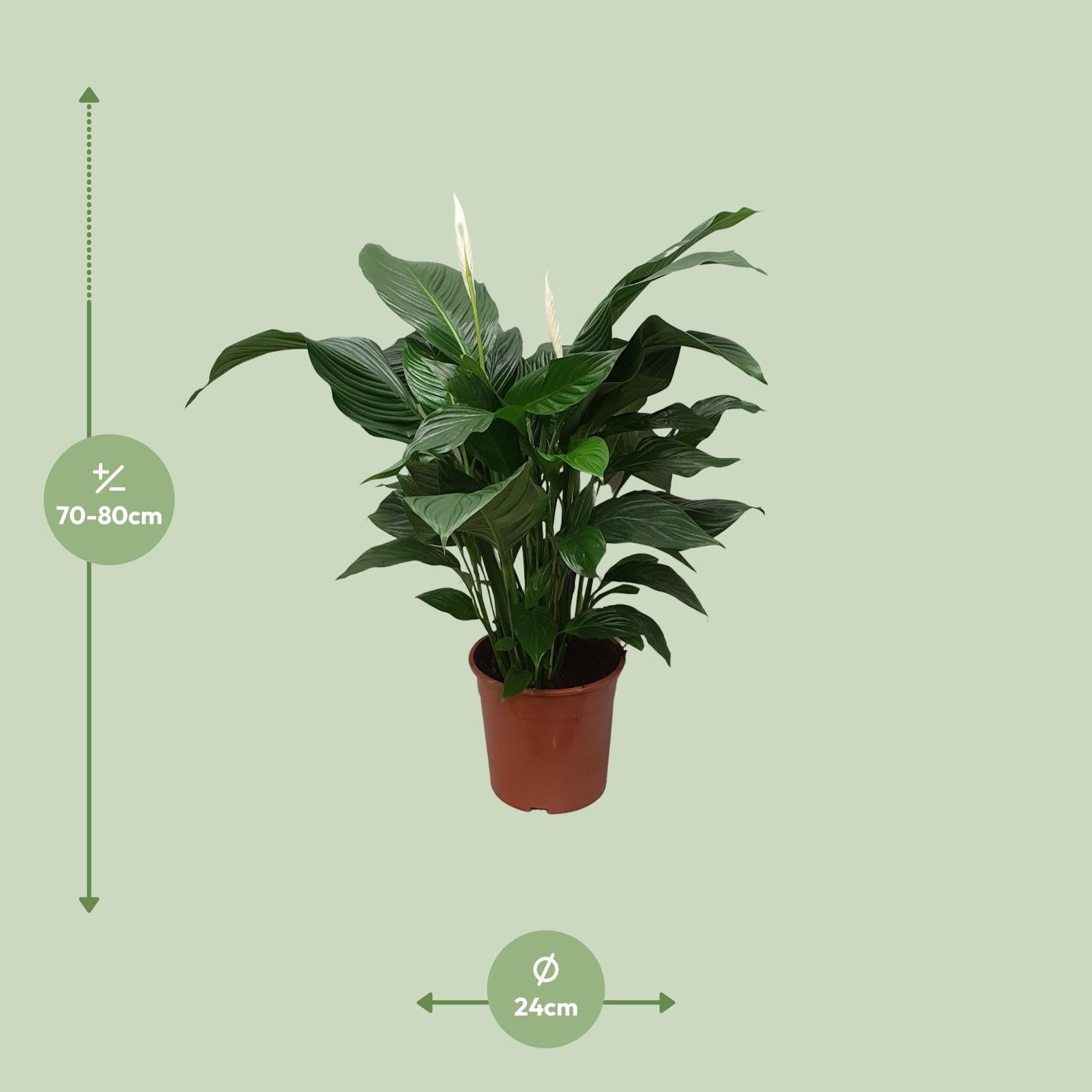 Spathiphyllum Dulce Silvana - Ø24cm - ↕80cm
