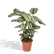 Calathea Whitestar – Pfauenblume – Ø 19 cm – ↕ 50 cm
