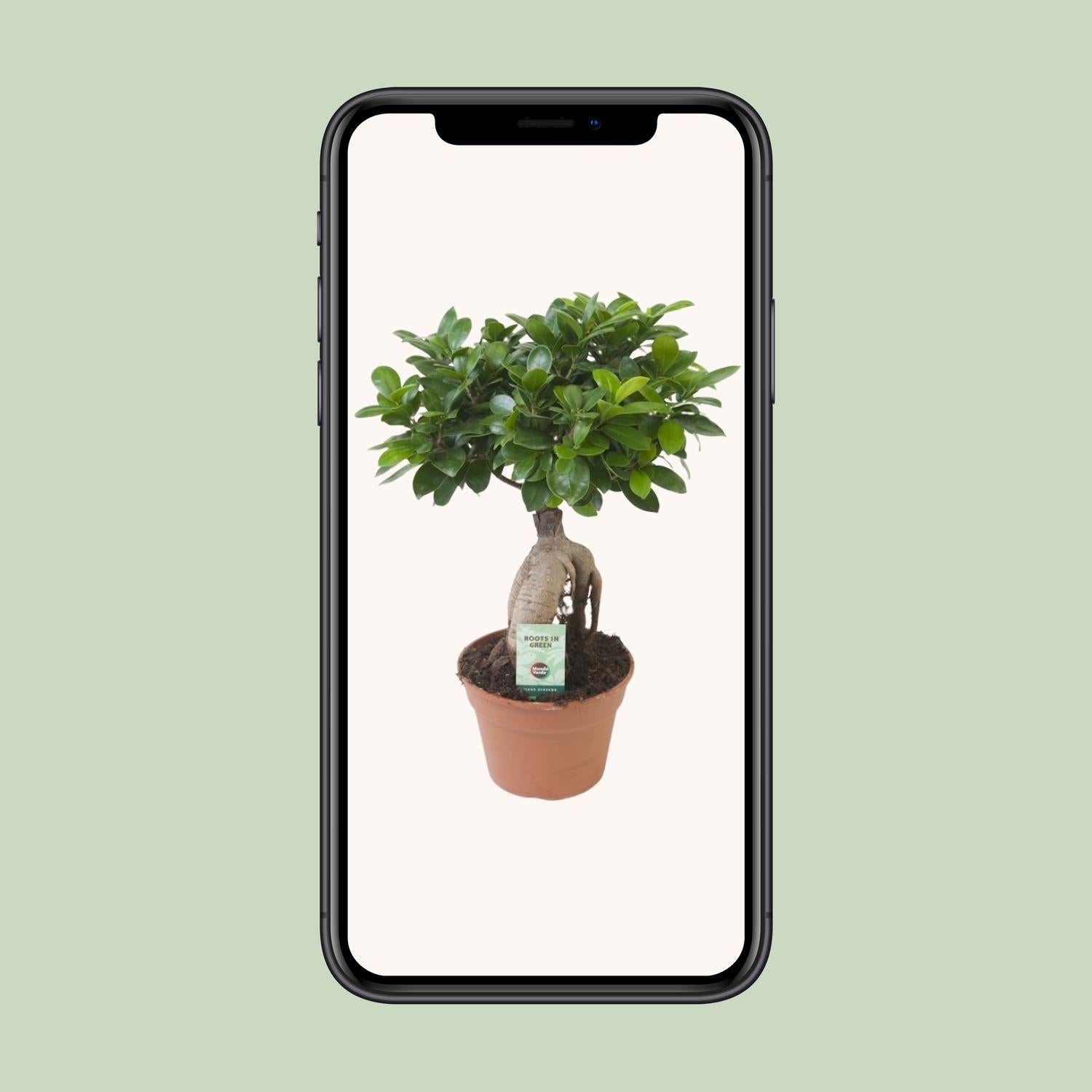 Ficus Ginseng - Ø17 cm - ↕40 cm