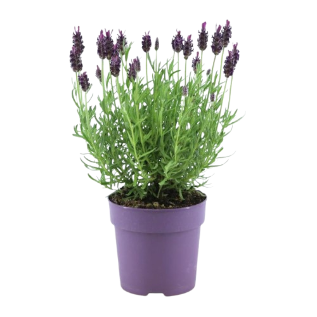 Lot de 6 Lavandula stoechas Anouk® - Pot de 12 cm - Lot de 6 lavandes françaises