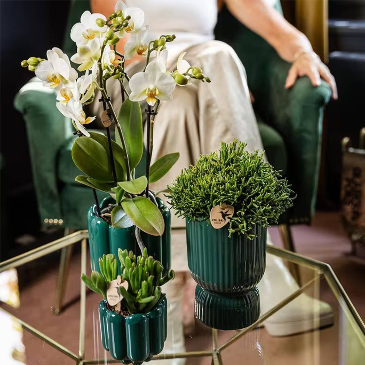 Kolibri Orchids | Combi Deal - 4 Witte Phalaenopsis Orchideeën Blossom Lausanne - Ø12 cm