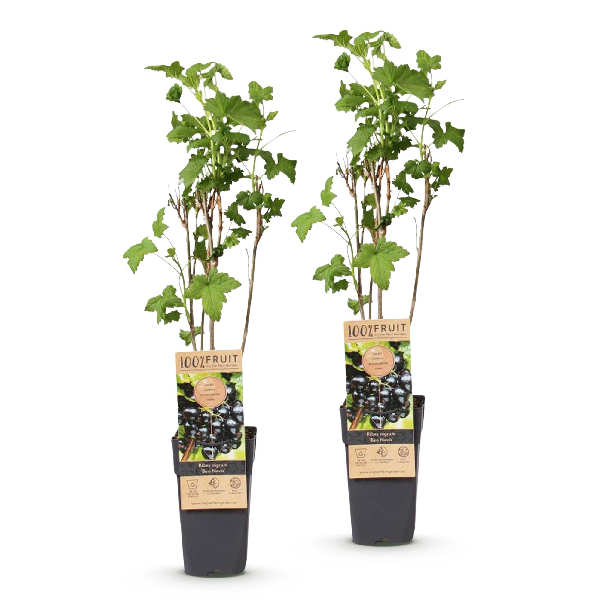Ribes nigrum Ben Nevis - Bessenplant - Winterhard - Zwarte Bes - 2 Planten - Pot 15cm - Hoogte 50cm