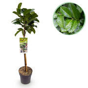 Prunus lauroverasus Etna® - Terras Plant - Bladhoudend - Winterhard - Groen Blad - Pot 19cm Hoogte 90cm