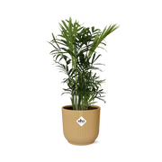 Chamaedorea Elegans in ELHO Vibes Fold 14cm geel