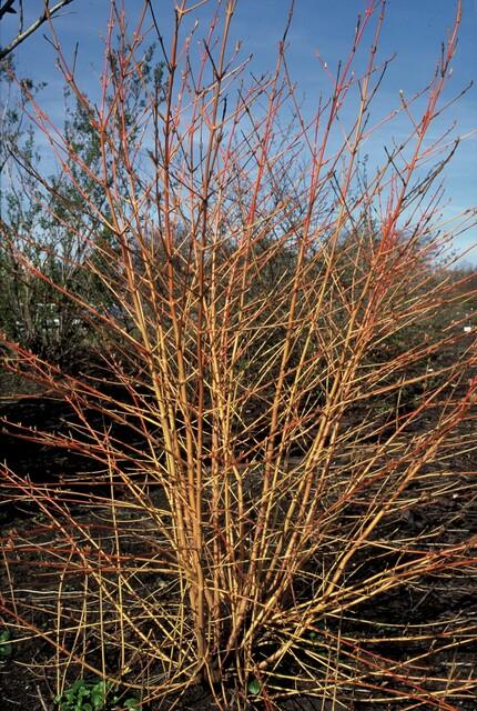 48x Cornus sang. 'Arancia invernale di Anny' - ↕10-25cm - Ø9cm