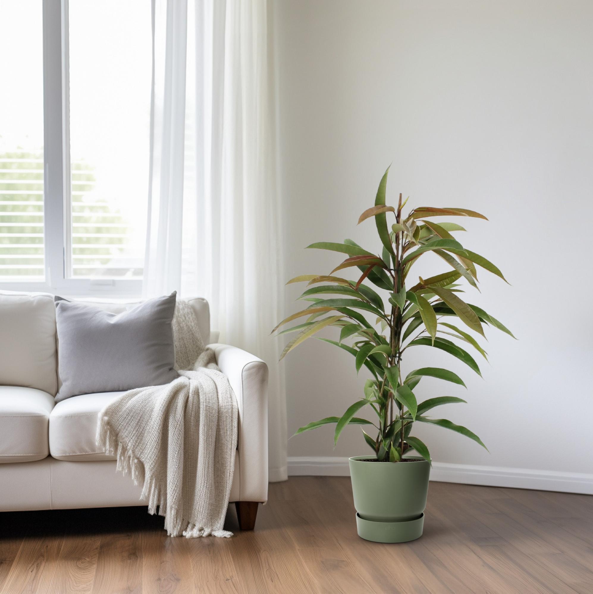 Ficus Binnendijkii Amstel King – Ø17cm – ↕70cm