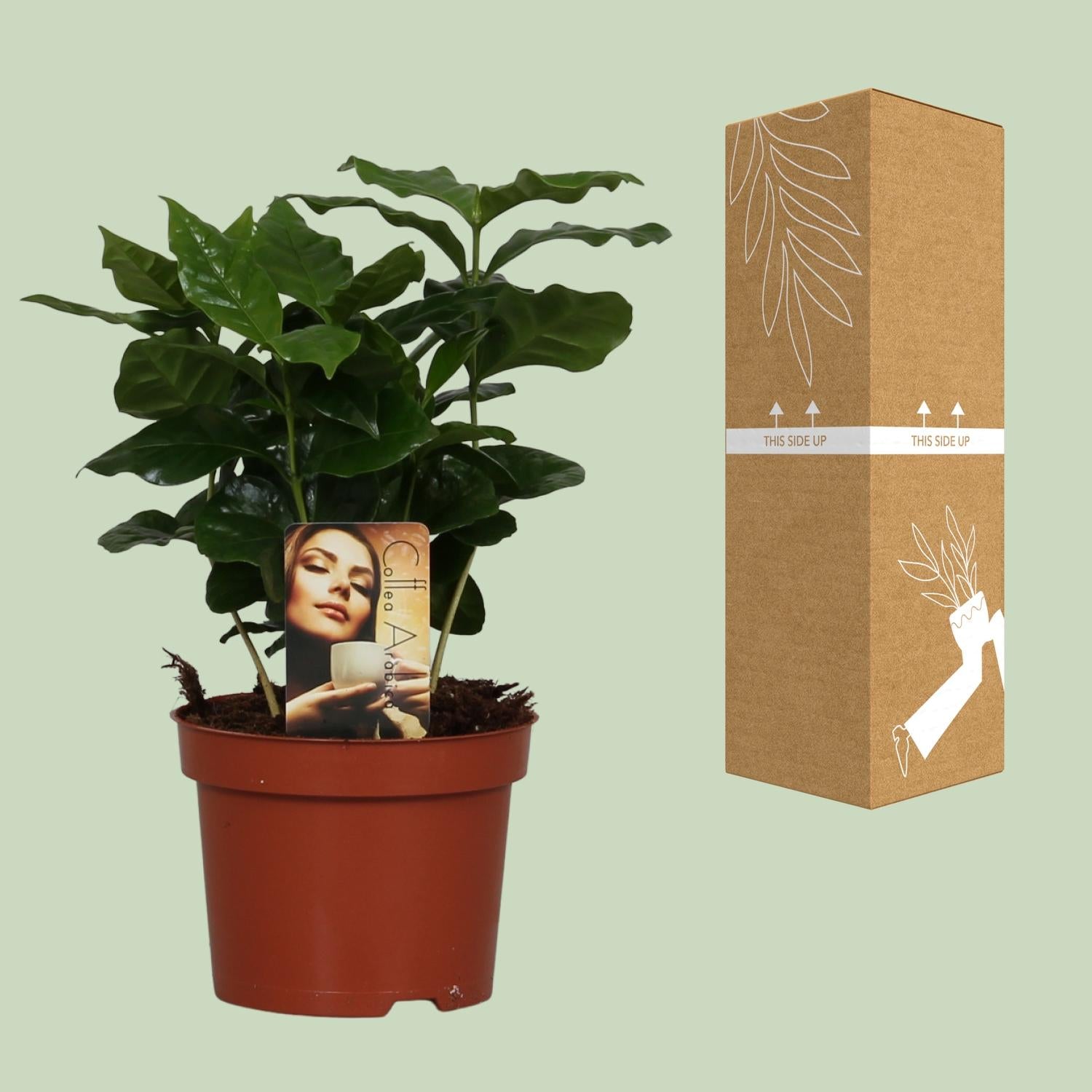 Café Arabica - Ø12cm - ↕25cm