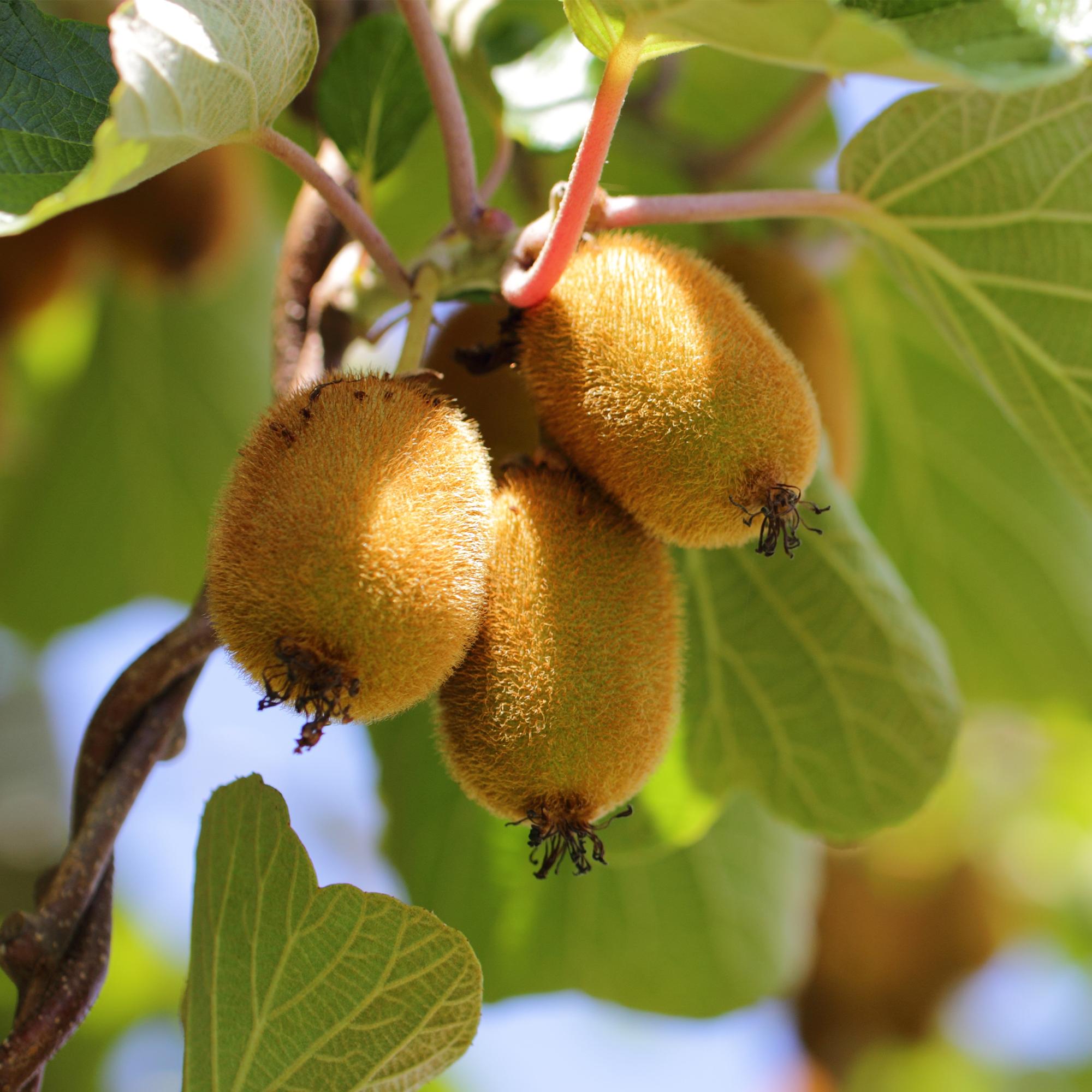 Green boutiQ - Pianta da frutto - Kiwi giallo - Actinidia deliciosa Kiwi dorato - Frutto giallo - 2 piante - Vaso 15 cm Altezza 50 cm