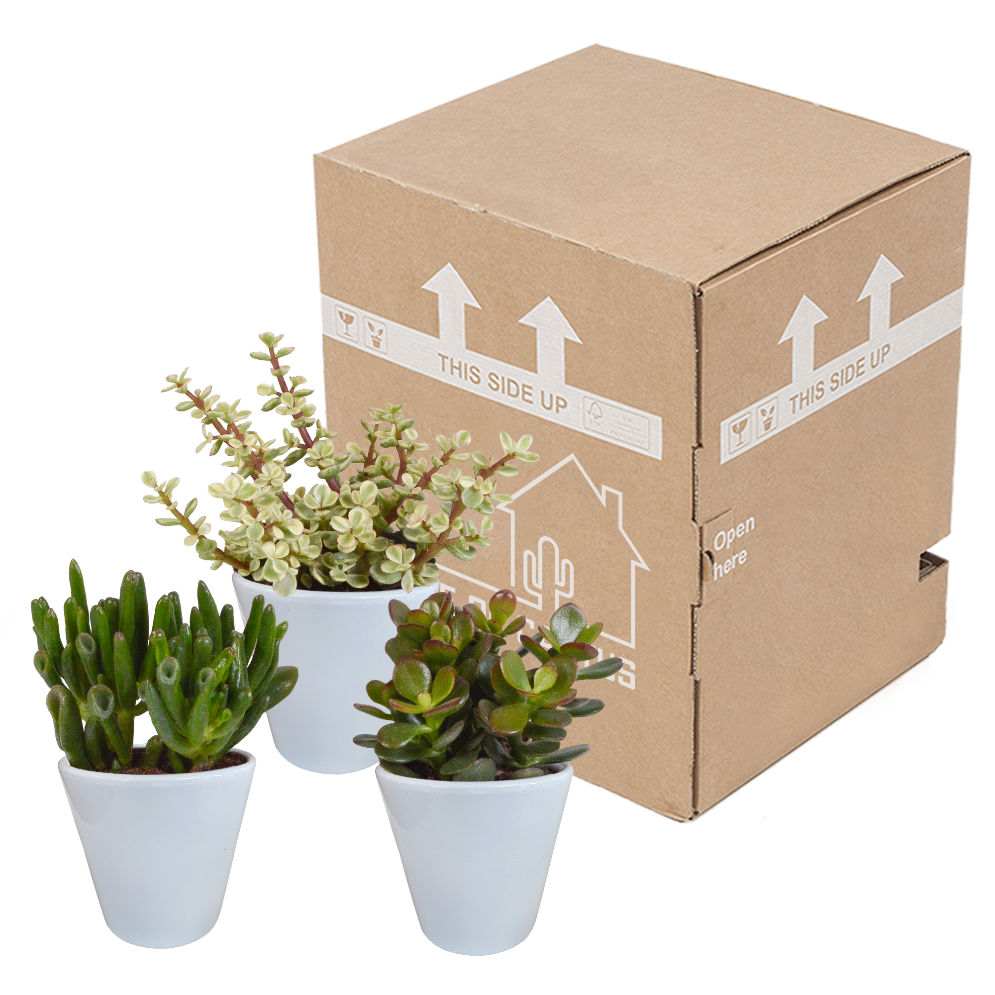 Crassula mix 8,5 cm - 3x - en pot blanc