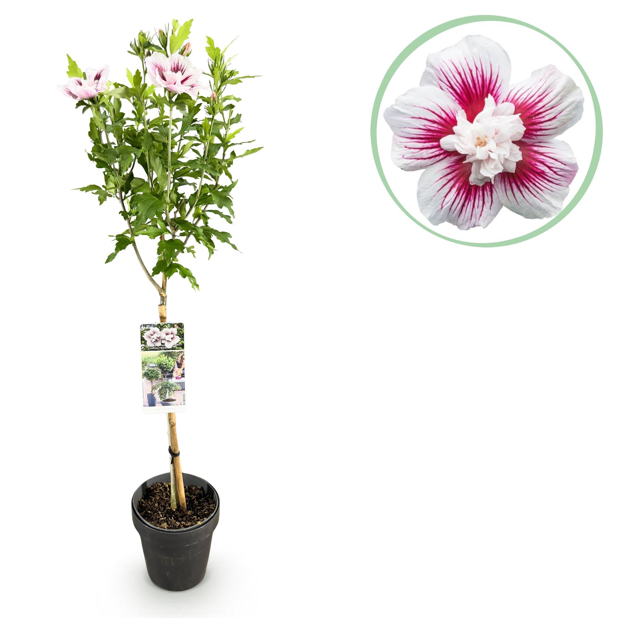 GreenboutiQ – Plante sur Tige – Hibiscus syriacus Starburst Chiffon® – Plante de Terrasse – Feuilles Caduques – Resistent im Winter – Fleur Blanc-Rose – Topf 19 cm oder 90 cm
