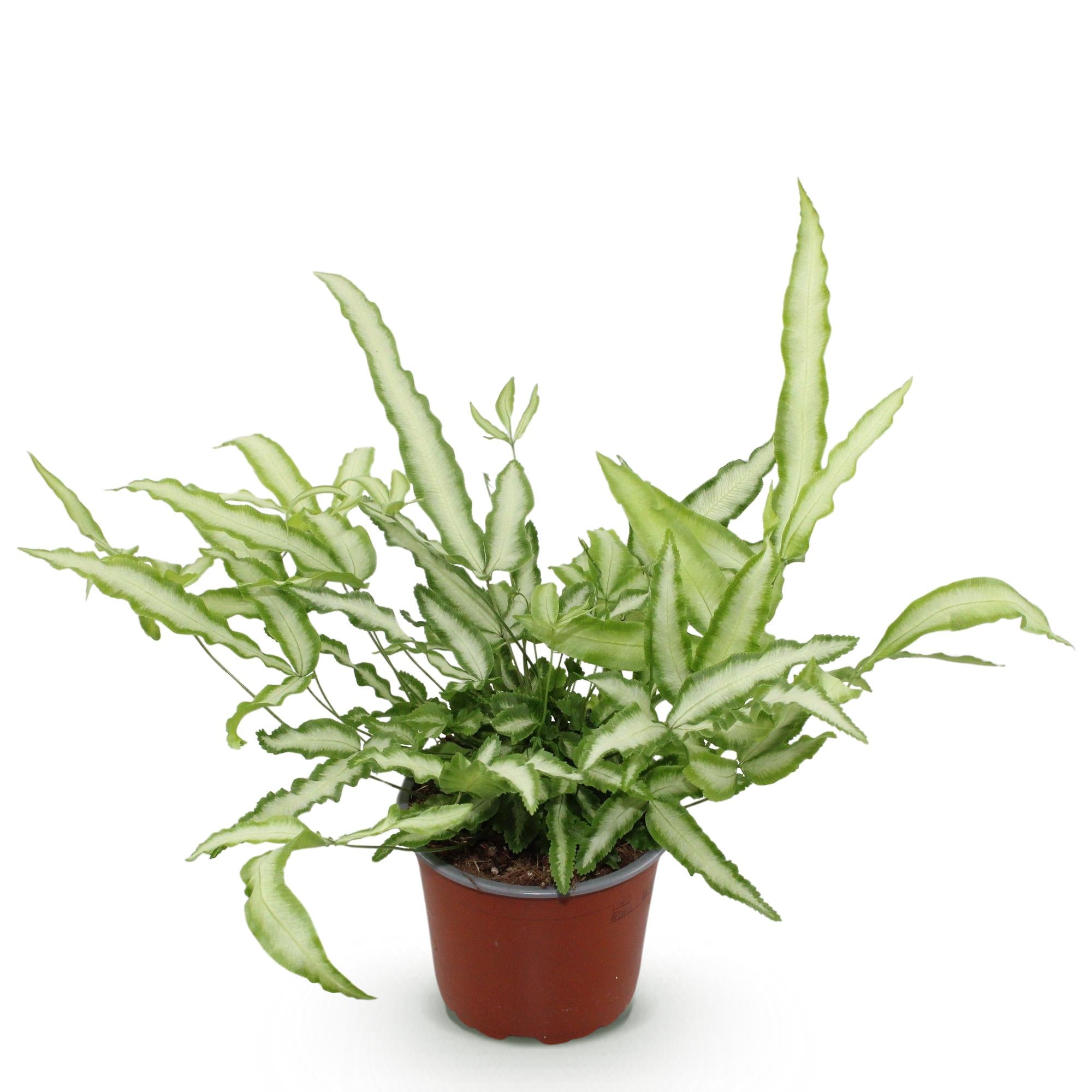 Pteris cretica Albolineata - Lintvaren - Huisdiervriendelijke Plant - Groen - 1 Plant - Pot 12cm - Hoogte 20cm