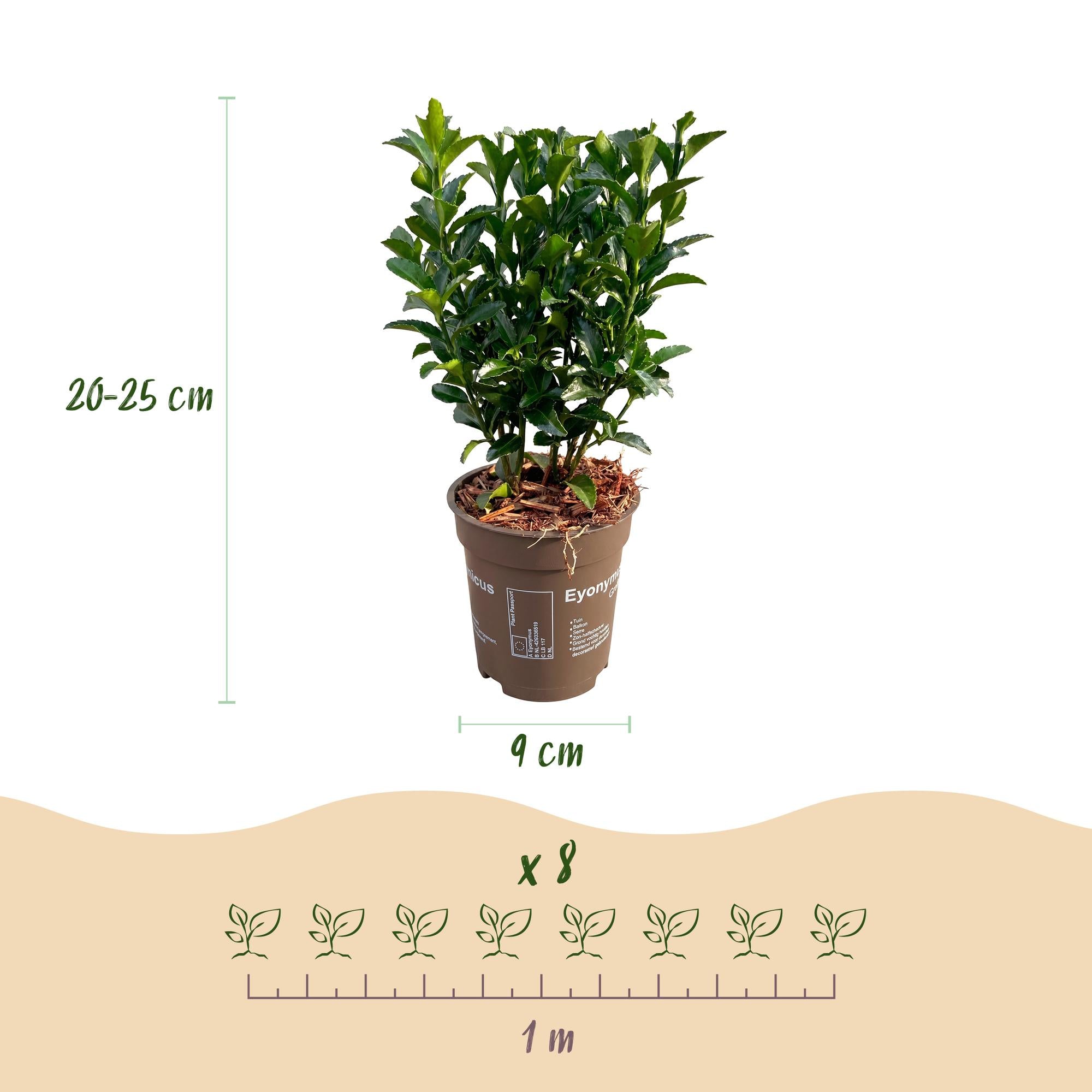 Euonymus japonica Green Spire - Kardinaalsmuts 24x - Haagplanten - Groenblijvend - Groen - Pot 9cm - Hoogte 20-25cm