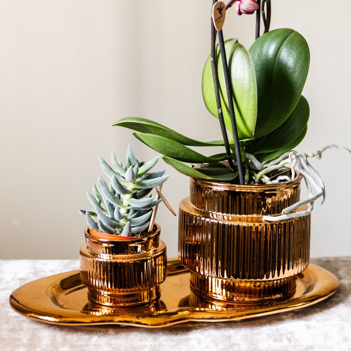 Kolibri Orchids | Gift Set Allure Shiny Brons - Witte Phalaenopsis Orchidee Mineral Amabilis & Succulent